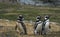 Magellanic Penguins,Magdalena Island, Chile