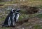 Magellanic Penguins,Magdalena Island, Chile