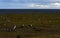 Magellanic Penguins,Magdalena Island, Chile