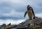 Magellanic Penguins,Magdalena Island, Chile