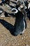 Magellanic penguins in natural environment on Magdalena island in Patagonia, Chile, South America