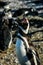 Magellanic penguins in natural environment on Magdalena island in Patagonia, Chile, South America