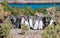 Magellanic penguins in Patagonia, Argentina