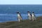 Magellanic Penguins at the penguin sanctuary on Magdalena Island in the Strait of Magellan near Punta Ar