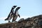 Magellanic Penguins at the penguin sanctuary on Magdalena Island in the Strait of Magellan near Punta Ar