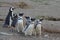 Magellanic Penguins at the penguin sanctuary on Magdalena Island in the Strait of Magellan near Punta Ar