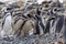 Magellanic Penguins Punta Arenas Patagonia Chile