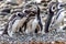 Magellanic Penguins Punta Arenas Patagonia Chile