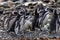 Magellanic Penguins Punta Arenas Patagonia Chile