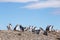 Magellanic penguins, Punta Ninfas, Argentina