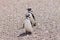 Magellanic penguins. Punta Tombo penguin colony, Patagonia