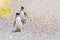 Magellanic penguins. Punta Tombo penguin colony, Patagonia