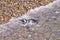 Magellanic penguins. Punta Tombo penguin colony, Patagonia