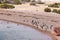 Magellanic penguins. Punta Tombo penguin colony, Patagonia