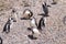 Magellanic penguins. Punta Tombo penguin colony, Patagonia