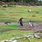 Magellanic penguins (Spheniscus magellanicus), Penguin Island