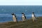 Magellanic Penguins (Spheniscus magellanicus) at the penguin sanctuary on Magdalena Island