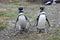 Magellanic penguins walking in Magdalena island, Chile