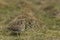 Magellanic Snipe in the Falkland Islands