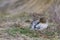 Magellanic Snipe in the Falkland Islands