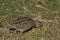 Magellanic Snipe on Sea Lion Island