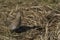 Magellanic Snipe on Sea Lion Island