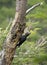 Magellanic woodpecker