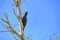 The magellanic woodpecker is a commonly seen bird in Patagonia. This one was spotted near mount Fitz Roy