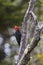Magellanic Woodpecker, Magelhaenspecht, Magellanic Woodpecker