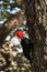 Magellanic woodpecker searching for food