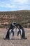 Magellanicus penguin near beagle channel, Argentina