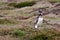 Magellanicus penguin screams