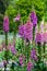 Magenda and Pink foxgloves blooming tall in the garden