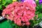 Magenda pink hydrangea macrophylla or hortensia shrub in full bloom in a flower pot, with fresh green leaves in the background, in