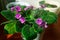 Magenta African Violet Plant