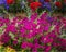 Magenta Ampoules Petunia, spring flowers