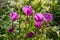 Magenta Anemone flowers in a garden