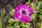 Magenta Anemone St Brigid Double Flowering petals. Beautiful garden flower