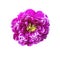 Magenta artificial flower isolated