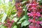 Magenta Berries Flower in the garden