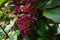 Magenta Berries Flower in the garden