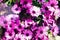 Magenta bicolour, pericallis hybrid background. Violet and purple flowers. Copy space. Blossom spring, exotic summer