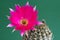 Magenta blooming cactus (Echinopsis)