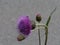 A magenta blooming thistle flower