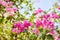 Magenta bougainvillea blooming in park.