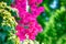 Magenta Bougainvillea flowering. Floral background.