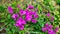Magenta Bougenville flower blooming purple