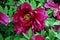 Magenta bright peony flowers on the bush, close up detail, soft green blurry leaves