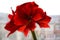 Magenta, Bright red Amaryllis Belladonna blooms, close-up