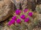 Magenta Cactus Flowers and Thorns in Arizona Desert